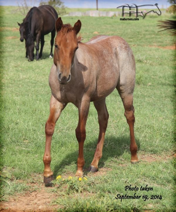 FUNNY B DANDY GIRL'S 2014 FILLY